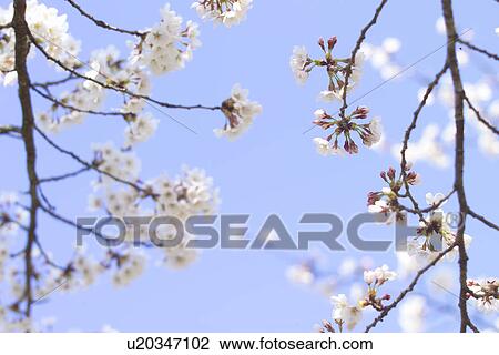 Stock Image - Cherry Blossom. Fotosearch