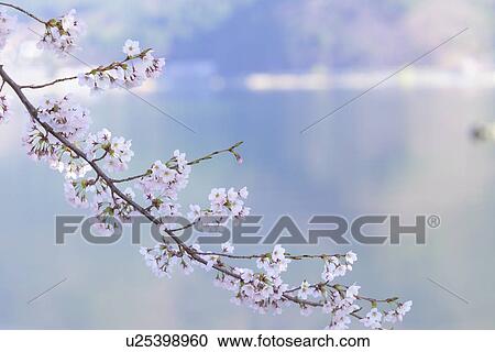 Stock Image - Cherry Blossom. Fotosearch