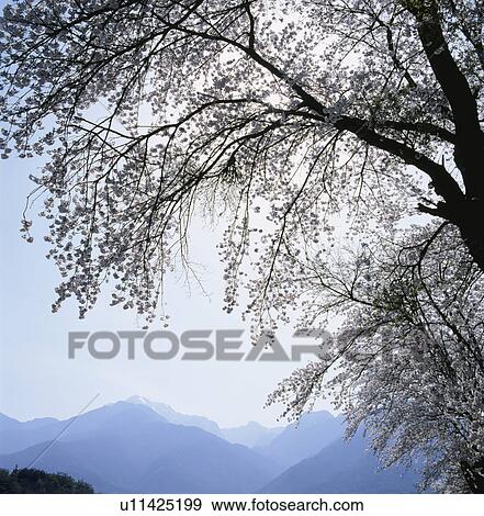 Stock Photo - Cherry Blossom. Fotosearch