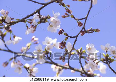 Cherry Blossom View Large Photo Image Stock Photo - Cherry Blossom. Fotosearch