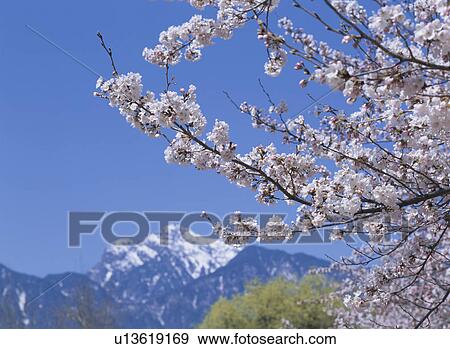 Stock Photo - Cherry Blossom. Fotosearch