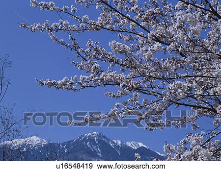 Stock Photo - Cherry Blossom. Fotosearch