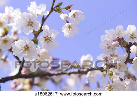 Stock Photo - Cherry Blossom. Fotosearch