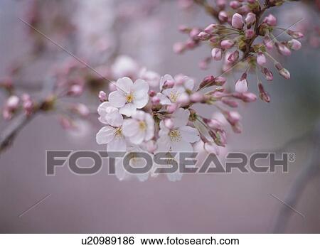 Cherry Blossom View Large Photo Image Stock Photograph - Cherry Blossom. Fotosearch
