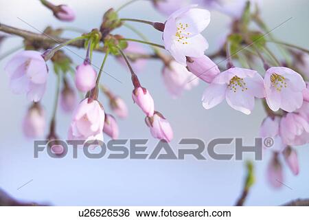 Stock Photograph - Cherry Blossom. Fotosearch