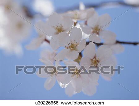 Cherry Blossom View Large Photo Image Stock Photograph - Cherry Blossom. Fotosearch