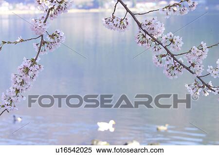 Stock Photography - Cherry Blossom. Fotosearch