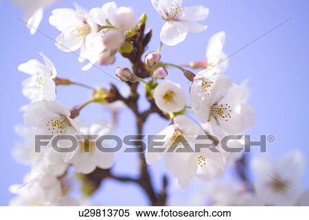 Stock Photography - Cherry Blossom. Fotosearch