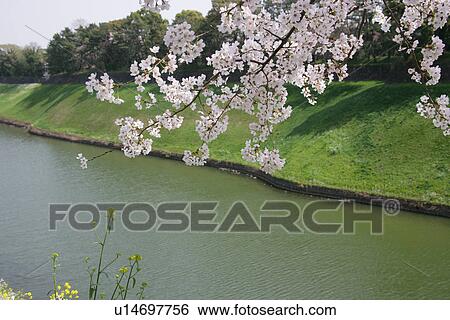Stock Photograph - Cherry Tree Blooms In Tokyo. Fotosearch