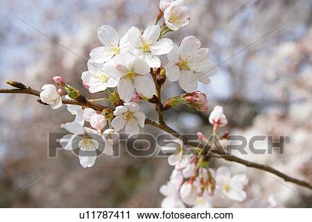 Stock Image - Cherry Tree. Fotosearch