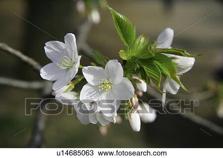 Cherry Tree View Large Photo Image Stock Image - Cherry Tree. Fotosearch