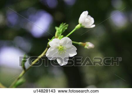 Cherry Tree View Large Photo Image Stock Image - Cherry Tree. Fotosearch