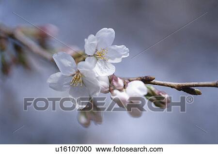Stock Image - Cherry Tree. Fotosearch