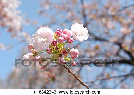 Stock Image - Cherry Tree. Fotosearch