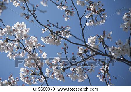 Cherry Tree View Large Photo Image Stock Image - Cherry Tree. Fotosearch