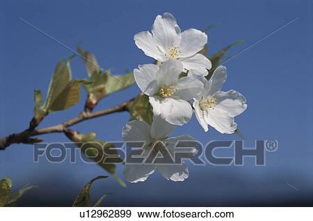 Cherry Tree View Large Photo Image Stock Photo - Cherry Tree. Fotosearch