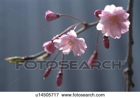 Cherry Tree View Large Photo Image Stock Photo - Cherry Tree. Fotosearch