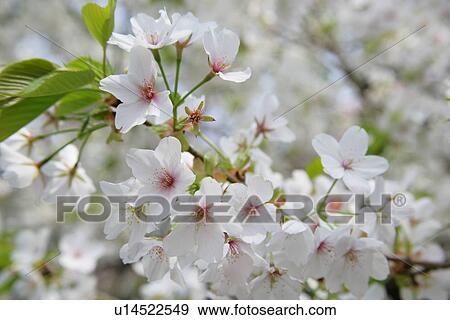 Cherry Tree View Large Photo Image Stock Photo - Cherry Tree. Fotosearch