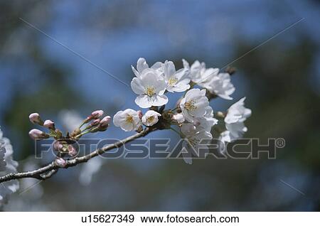 Cherry Tree View Large Photo Image Stock Photo - Cherry Tree. Fotosearch