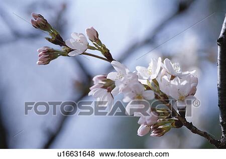 Cherry Tree View Large Photo Image Stock Photo - Cherry Tree. Fotosearch