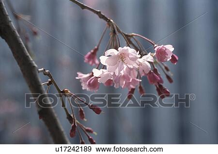 Stock Photo - Cherry Tree. Fotosearch