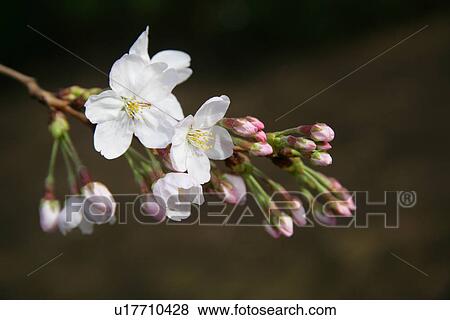Stock Photo - Cherry Tree. Fotosearch