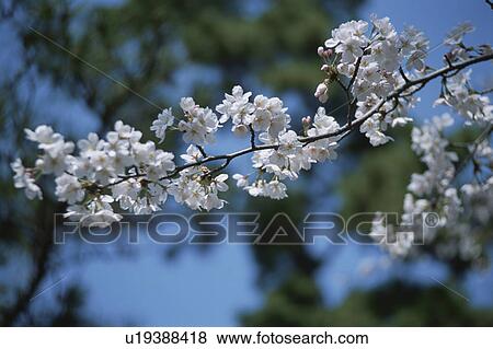 Cherry Tree View Large Photo Image Stock Photo - Cherry Tree. Fotosearch