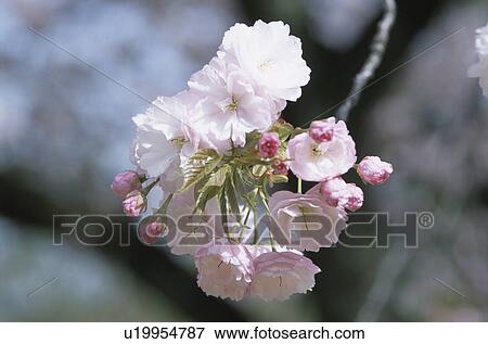 Cherry Tree View Large Photo Image Stock Photo - Cherry Tree. Fotosearch