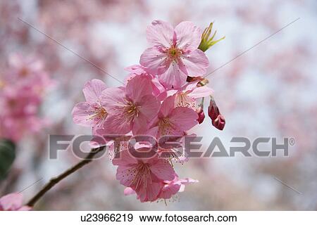 Stock Photo - Cherry Tree. Fotosearch