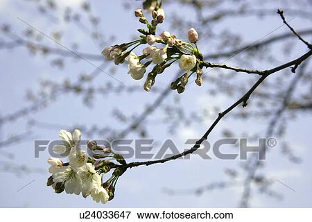Stock Photo - Cherry Tree. Fotosearch