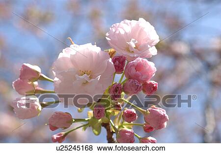 Stock Photo - Cherry Tree. Fotosearch