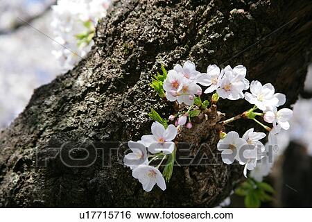 Stock Photograph - Cherry Tree. Fotosearch