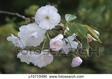 Cherry Tree View Large Photo Image Stock Photography - Cherry Tree. Fotosearch