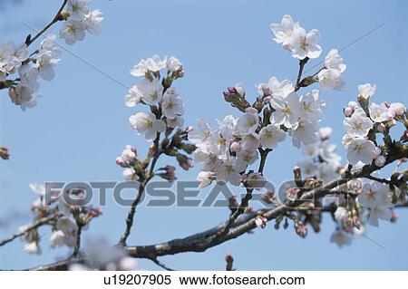 Cherry Tree View Large Photo Image Stock Photography - Cherry Tree. Fotosearch