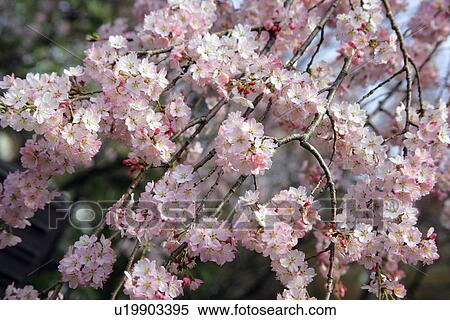 Cherry Tree View Large Photo Image Stock Photography - Cherry Tree. Fotosearch
