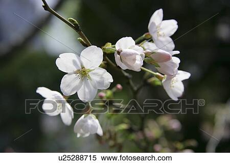 Stock Photography - Cherry Tree. Fotosearch