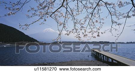 Stock Image - Mt. Fuji And A Cherry Tree. Fotosearch