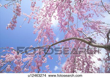 Picture - Weeping Cherry Tree. Fotosearch
