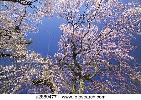 Weeping Cherry Tree View Large Photo Image Stock Image - Weeping Cherry Tree. Fotosearch