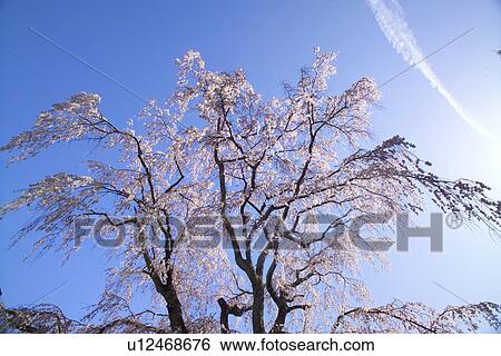 Weeping Cherry Tree View Large Photo Image Stock Photograph - Weeping Cherry Tree. Fotosearch