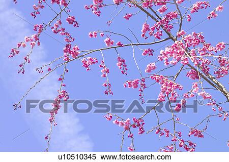 Stock Photography - Weeping Cherry Tree. Fotosearch