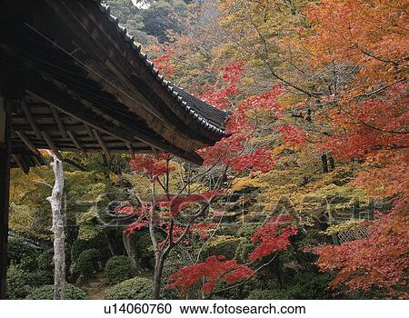 Stock Image - Autumn Leaves. Fotosearch