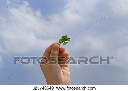 Stock Photo - Hand of a girl holding four-leaf clover. Fotosearch