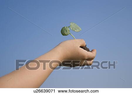 Hand of a girl holding plant View Large Photo Image Stock Image - Hand of a girl holding plant. Fotosearch