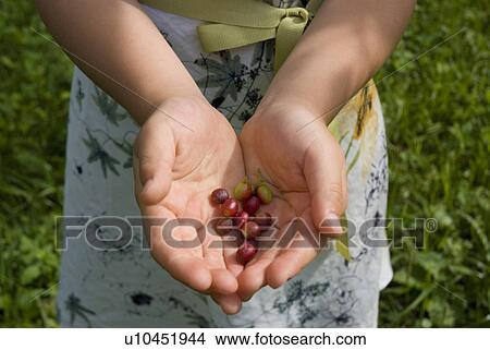 Picture - Hands of a girl holding nuts. Fotosearch
