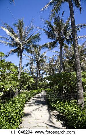 Picture - A pathway with coconut palm trees and bushes. Fotosearch