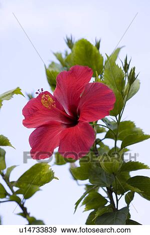 Close-up of a Hibiscus flower with green leaves View Large Photo Image Stock Photo - Close-up of a Hibiscus flower with green leaves. Fotosearch