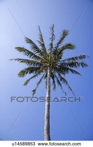 Stock Image - Close-up of a tall coconut palm tree. Fotosearch