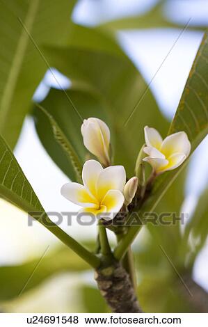 Stock Photo - Close-up of Frangipani flowers with green leaves. Fotosearch
