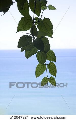 Picture - Close-up of green branch by sea. Fotosearch